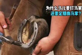 驯养马为何要钉马掌还要定期换，野马却不用？钉扎蹄上马不疼吗？