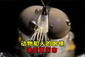 动物和人类的眼睛谁的更厉害 它们看到的世界是什么样的视频封面