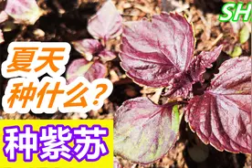 用种子【种紫苏】 适合夏天种的叶菜, 寿司配菜视频封面
