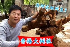 800元收回来的大香椿木树墩，经过处理初步成型，最后却犯愁了？视频封面