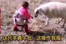 搞笑配音：这只羊真厉害，居然会隔山打牛，这操作把我逗笑了