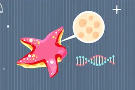 海星被斩成了两半，能长成两只新海星吗？