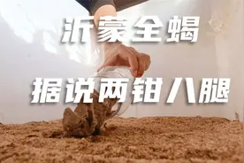 花50元买的蒙阴全蝎，特产两钳八腿，不花钱做一个专业养殖箱
