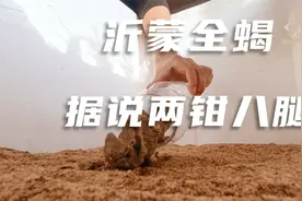 花50元买的蒙阴全蝎，特产两钳八腿，不花钱做一个专业养殖箱视频封面