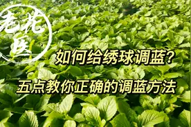 如何给绣球调蓝？五点教你正确的调蓝方法！养花必懂小知识