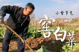 小雪节气，威海农民忙着窖白菜，这样储存的白菜就能过冬