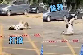 女子考驾照5次没过，当场情绪奔溃撒泼，网友：这心态不能拿驾照