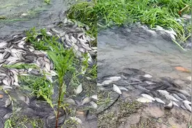 水库下大雨涨水，上万条野生鲫鱼逆流而上，场面壮观原因让人起敬视频封面