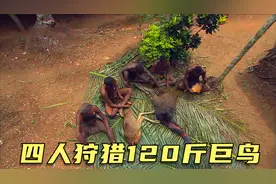 土著居民狩猎的一天，四人抬回120斤重的巨鸟，捕抓袋鼠做聘礼视频封面