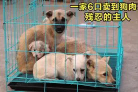 狗肉车救下狗狗一家6口，狗妈妈夹着尾巴哆嗦，绝望眼神让人心碎视频封面