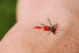 蚊子吸血过程中，我们把它拍死了，它的针管会留在身体里吗？视频封面