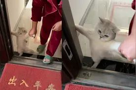 猫咪犯错被主人赶出家门，死死扒门框不肯出去：像极了犯错的小孩视频封面
