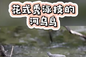 爱洗冷水浴的河乌鸟 #动物 #动物世界 #爱护大自然保护野生动物  #野生动物  #鸟类 视频封面