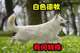 瑞士牧羊犬与德牧有什么关系，这种白色狼犬有何特殊之处视频封面