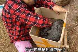坡姐第一次给小兔子喂奶，吓得手忙脚乱，小兔子被踩了好几次视频封面
