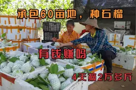 承包60亩土地种植石榴，4天摘2万多斤，你猜收购价多少，有钱赚吗视频封面