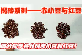 揭秘系列——赤小豆和红豆：两分钟学会分辨赤小豆和红豆！