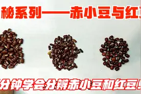 揭秘系列——赤小豆和红豆：两分钟学会分辨赤小豆和红豆！视频封面
