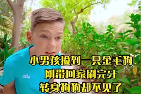 小男孩捡到一只金毛狗，刚带回家刷完牙，转身狗狗却不见了视频封面
