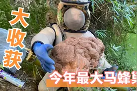 拐哥收获今年最大马蜂巢，取蜂过程又热又闷属实不易视频封面