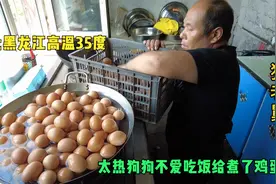 东北黑龙江高温35度，狗狗天热不爱吃食，煮了800个鸡蛋给毛孩子视频封面