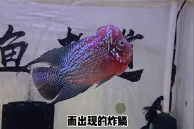 为什么观赏鱼动不动就会炸鳞？原因有很多，不止一种视频封面