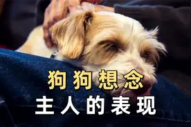 狗狗想念主人的表现，你家中了几条？视频封面