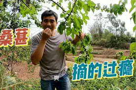 农村的桑葚熟啦，每一个都又大又黑的，小伙边摘边吃太过瘾了视频封面