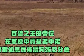 百兽之王的帝位在草原中竟是弟中弟，野猪幼崽竟被鬣狗残忍分食视频封面