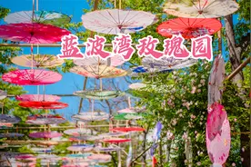 西安咸阳蓝波湾玫瑰园，百亩园林万朵玫瑰同时绽放，值不值得一去视频封面