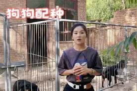 狗狗发情后多久可以配种？佳佳给你最简单的计算方式，还敢说不会