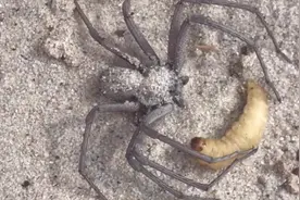 六眼沙蜘蛛，用技能捕杀昆虫