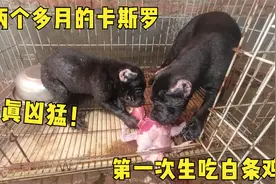 两个多月的卡斯罗吃生肉，互相抢食真凶悍，猛犬性格瞬间暴露！视频封面