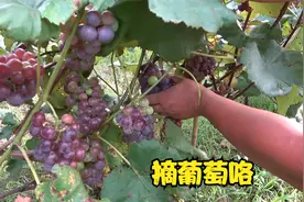 和父亲一起去摘葡萄，精挑细选专摘熟透了的，果园里随便吃太爽了视频封面