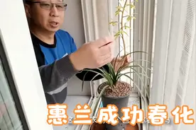 北方兰花这样春化，李哥的方法值得借鉴，效果真的不错视频封面