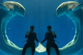 太卷了！海洋馆白鲸露出“腹肌”爆红网络，网友：我要学游泳视频封面