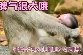 小猴长相不济，脾气还挺大视频封面