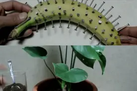 用香蕉加钉子，改良土壤增加肥料，让植物瞬间恢复生机，简单易学