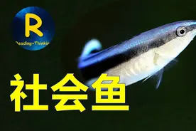 杀熟，欺善怕恶，做表面工作，这条小鱼在智力测试中打败黑猩猩视频封面