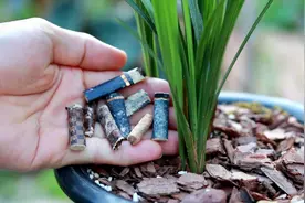 烟头不要扔，教你制作兰花杀虫水，买杀虫剂钱都省下了视频封面