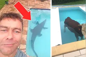 游泳池里发现鳄鱼和熊？6个游泳池里发现的奇怪东西视频封面