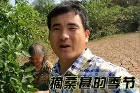 四川农村桑葚熟了，小伙帮着舅婆摘了半桶桑葚，边摘边吃好过瘾视频封面