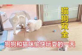 狗狗和猫咪愉快玩耍的一天 猫咪的迷惑行为 猫狗双全 猫狗cp视频封面