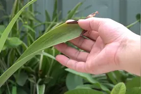 朱顶红叶子干枯发黄不是坏事，出现了就偷着乐吧视频封面