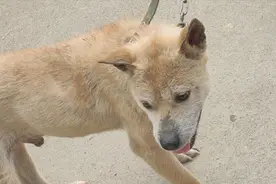 标准的打小山的土猎狗，要价1500元，生猛的中华田园犬