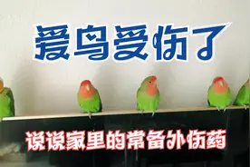 【手养鹦鹉】爱鸟受伤，心疼死了，说说常备的外伤药视频封面