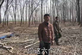 实拍农村卖杨树，一方值多少钱？听听收杨树师傅说说最新价格