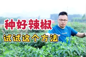 种好辣椒，试试这个施肥方案“快省利”，省工省力效果好！视频封面