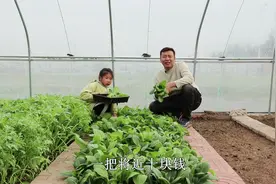 最有意思的事，就是陪着孩子种菜收菜，油菜种上，持续采收2个月视频封面