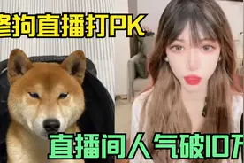 盘点全网最离谱的主播，小狗连麦打PK，直播间人气最高10万！视频封面